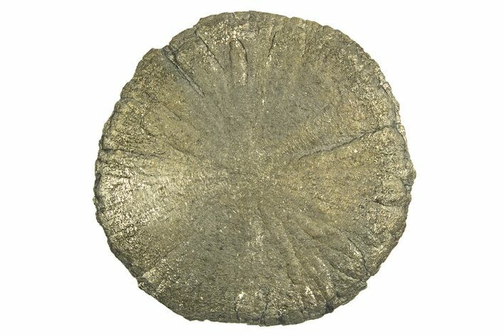 Radiant Pyrite Sun - Sparta, Illinois #342570